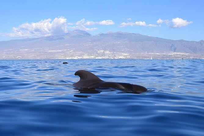 Bonadea II Ecological Whale Watching, 2 hours - Price and Value: Does $78.64 Make Sense for Two Hours?
