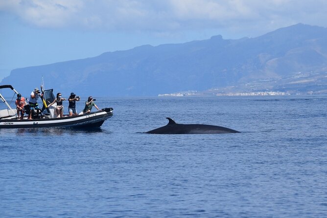 Bonadea II Ecological Whale Watching, 2 hours - The 2-Hour Plan: How the Trip Usually Flows on the Water