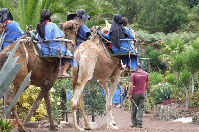 Camel Riding Tour at El Tanque, Tenerife - Why El Tanque Camel Rides Feel Different From Other Tenerife Tours