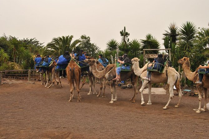Camel Riding Tour at El Tanque, Tenerife - The Real Meeting Point Test: Camello center on TF-82