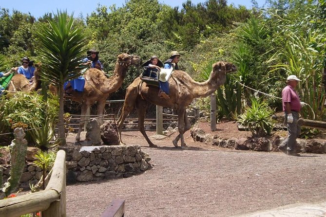 Camel Riding Tour at El Tanque, Tenerife - The Animals and the Care Standard You Want