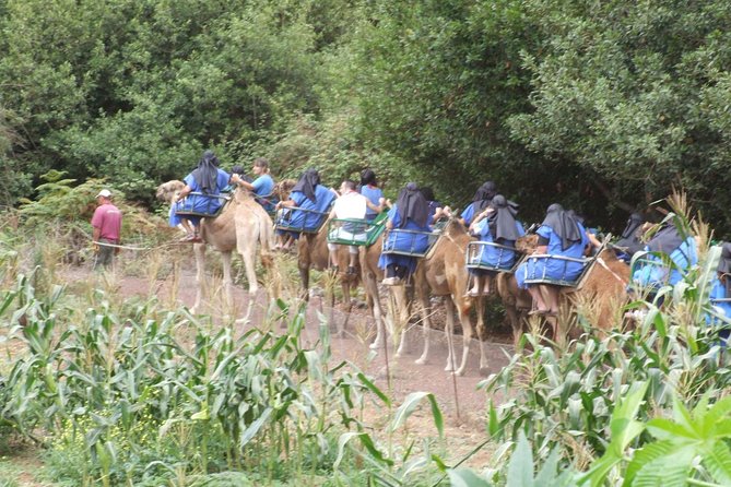 Camel Riding Tour at El Tanque, Tenerife - Timing, Groups, and How to Avoid Stress