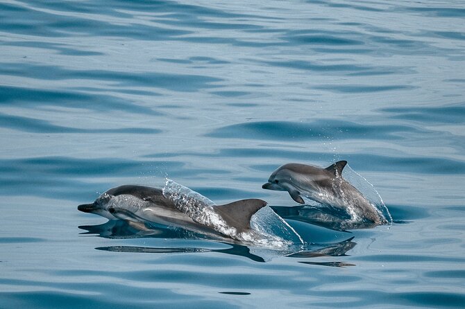 CATAMARAN OCEAN CRUISE TOUR, Food & Drinks included! - Whale and dolphin watching near La Gomera: how it actually plays out