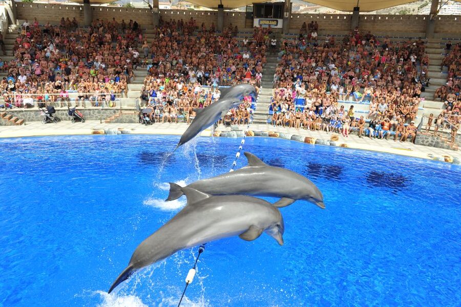 Costa Adeje: Aqualand Water Park Ticket with Dolphin Show - What Aqualand Costa Adeje is really like on a full-day visit