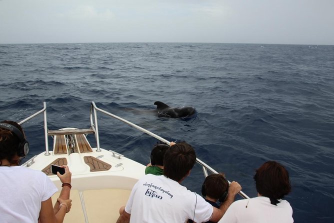 Costa Adeje | Cetacean sighting in Tenerife South - Costa Adeje whale watching starts with a small-boat rule
