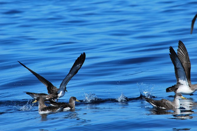 Costa Adeje | Cetacean sighting in Tenerife South - How the crew approaches cetaceans without crowding them