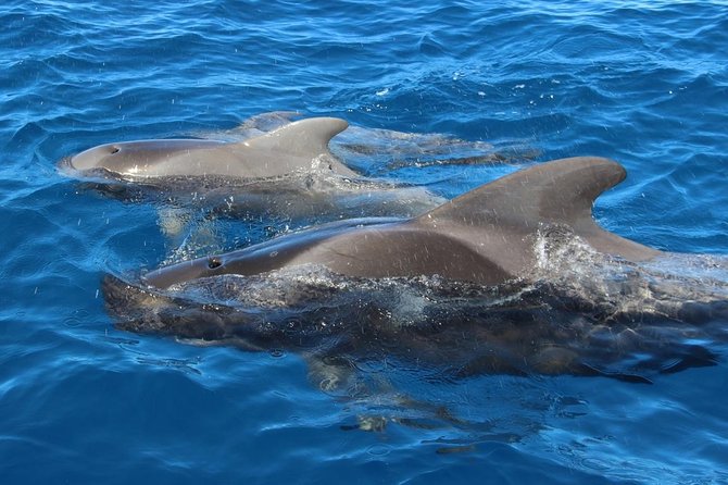 Costa Adeje | Cetacean sighting in Tenerife South - The ride itself: what comfort is like on Papacho 2