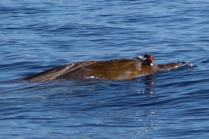 Costa Adeje | Cetacean sighting in Tenerife South - What your biologist guide actually does on board