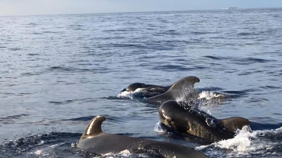 Costa Adeje: Whale and Dolphin Cruise with Food and Pickup - Key Things I’d Put on Your Radar