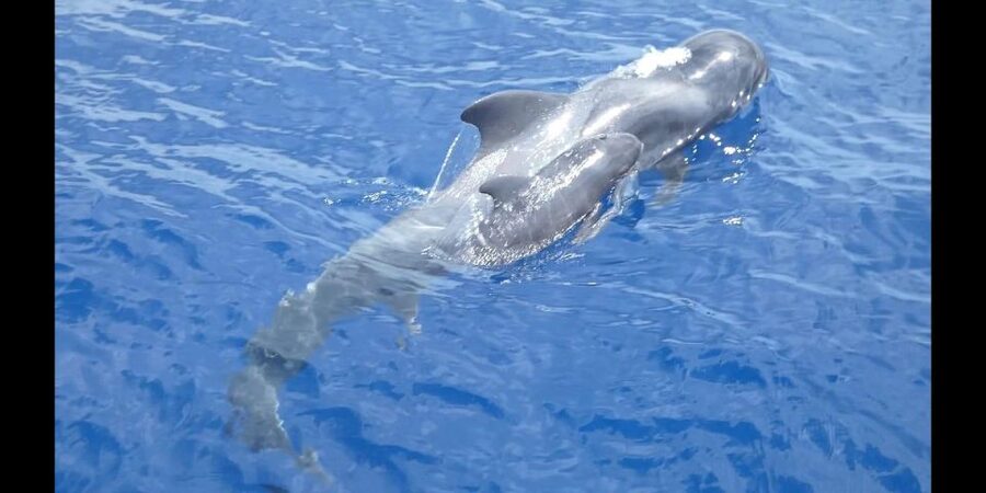 Costa Adeje: Whale and Dolphin Cruise with Food and Pickup - A Costa Adeje Whale and Dolphin Cruise That Feels Like More Than Just Watching