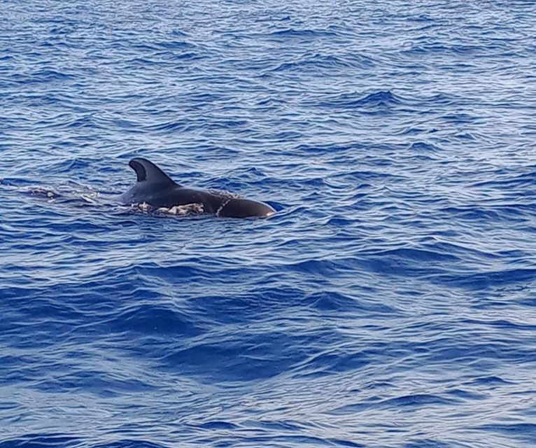 Costa Adeje: Whale and Dolphin-Watching Boat Excursion - Key takeaways before you go