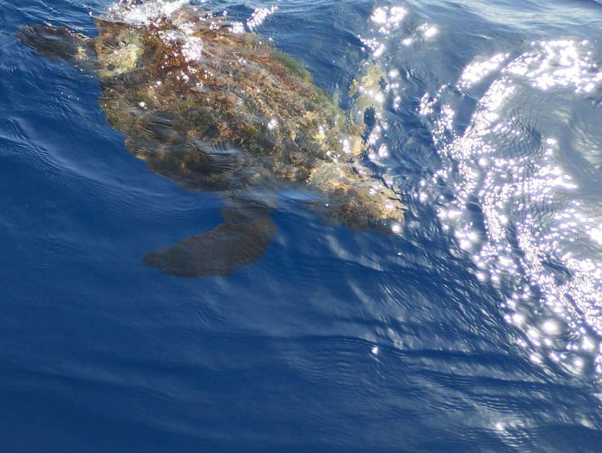 Costa Adeje: Whale and Dolphin-Watching Boat Excursion - Glass-bottom viewing: a real bonus, not a gimmick