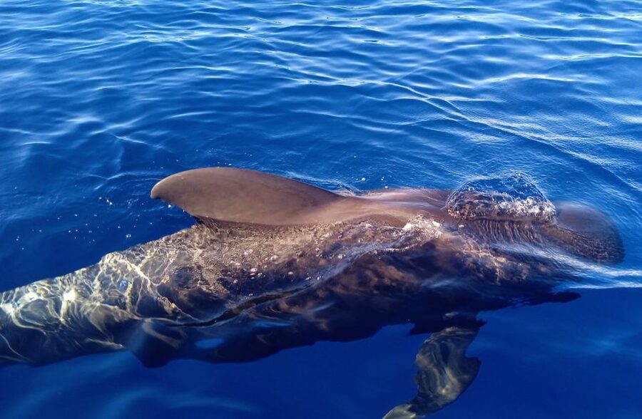 Costa Adeje: Whale and Dolphin-Watching Boat Excursion - Who should book this whale and dolphin trip in Tenerife