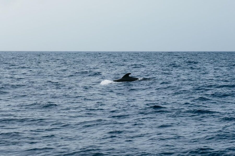 Costa Adeje: Whale & Dolphin Eco-Cruise with Snacks & Drinks - Food rules: vegetarian, gluten-free, and what is not available