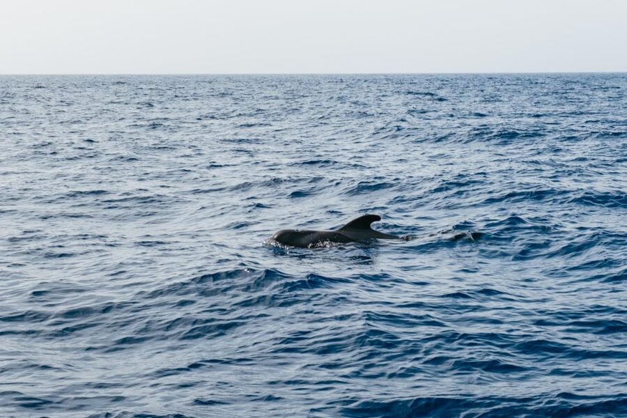 Costa Adeje: Whale & Dolphin Eco-Cruise with Snacks & Drinks - The coastline views: Tenerife from the water