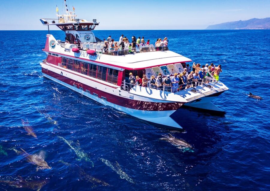 Costa Adeje: Whale & Dolphin Submarine Vision Mini Cruise - Key Things I’d Prioritize