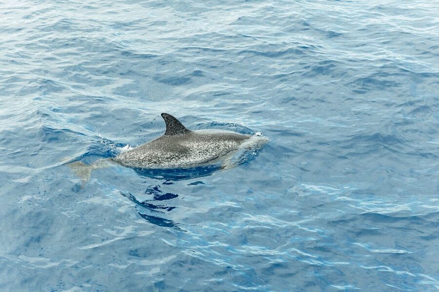 Costa Adeje: Whale & Dolphin Submarine Vision Mini Cruise - Who This Trip Fits Best (And Who Might Want to Choose Another Day)
