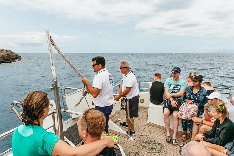 Costa Adeje: Whale & Dolphin Submarine Vision Mini Cruise - What You’re Most Likely to See in Southwest Tenerife Waters