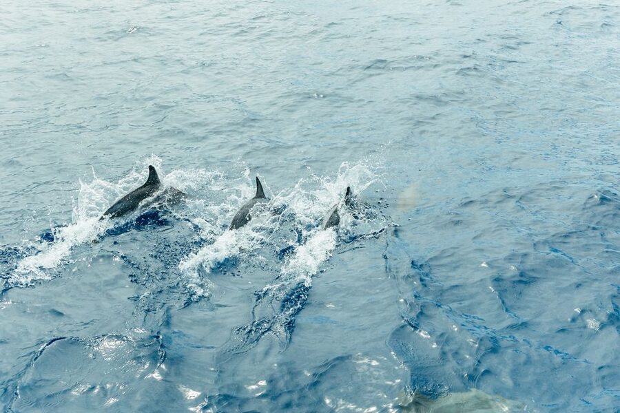 Costa Adeje: Whale & Dolphin Submarine Vision Mini Cruise - Price and Value: Why $35 for Two Hours Can Still Feel Like a Big Deal