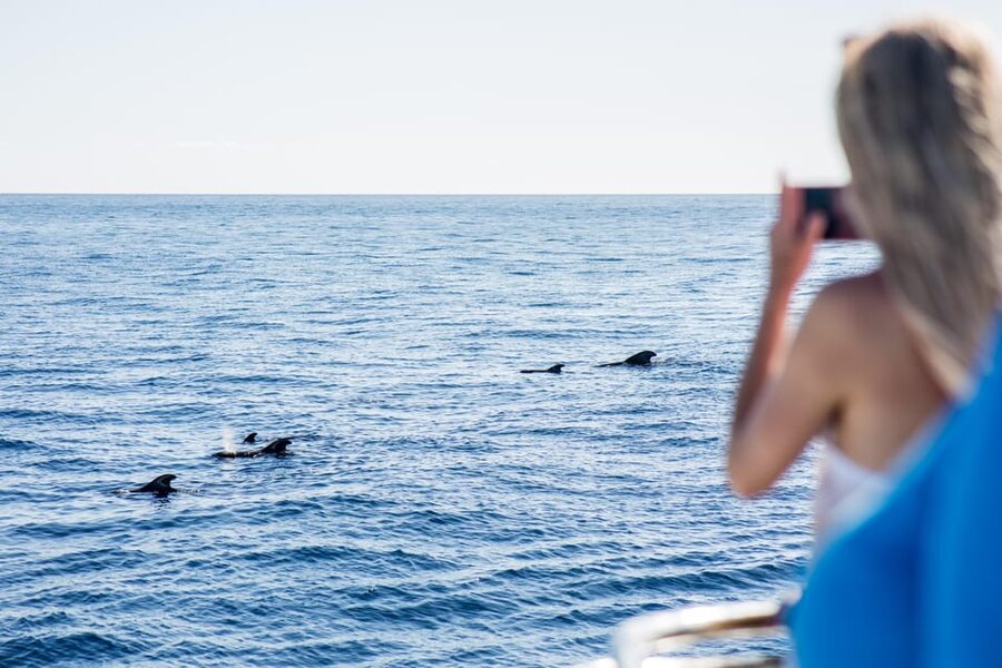 Costa Adeje: Whale & Dolphin Submarine Vision Mini Cruise - The Catamaran Setup and Those 16 Underwater Windows