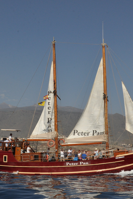 Costa Adeje: Whale & Dolphin Watching Cruise with Swim - Should you book this whale and dolphin cruise from Costa Adeje?