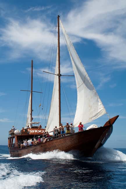 Costa Adeje: Whale & Dolphin Watching Cruise with Swim - Onboard the Barco Shogun: what the experience feels like