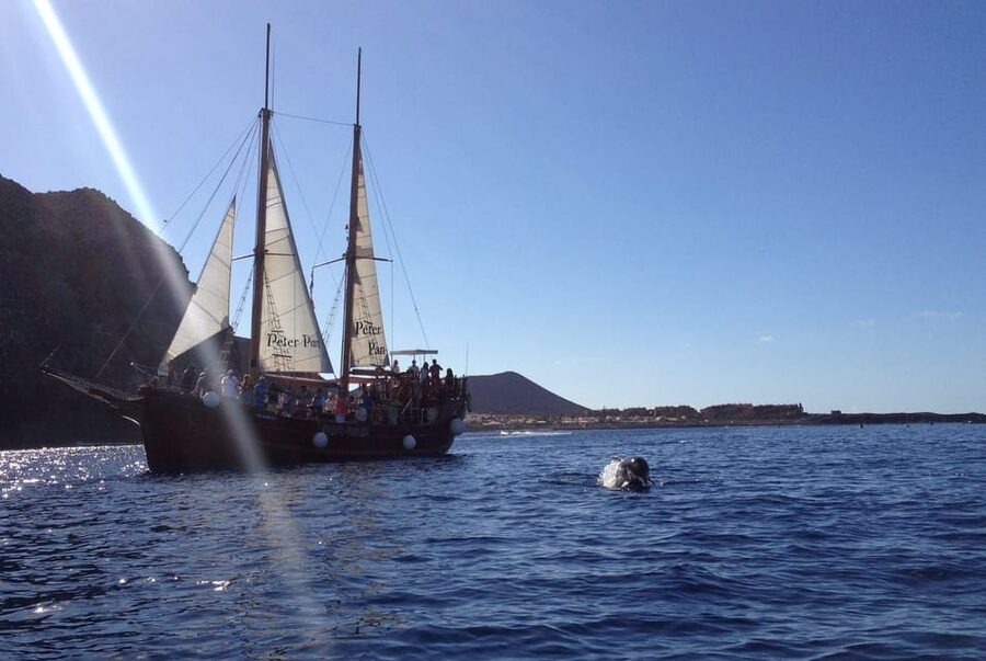Costa Adeje: Whale & Dolphin Watching Cruise with Swim - The swim stop: crystal water, but pack for a quick dip