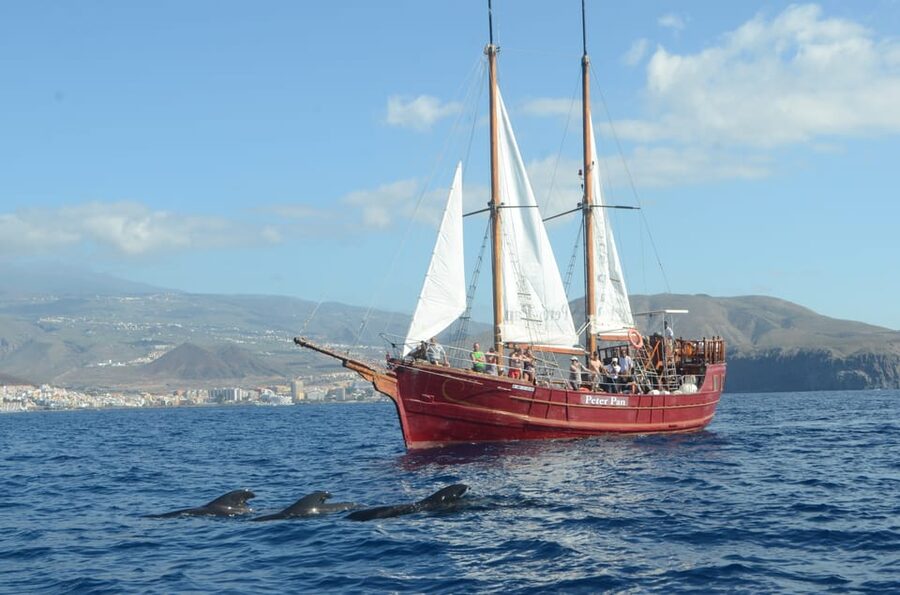 Costa Adeje: Whale & Dolphin Watching Cruise with Swim - Onboard comfort and small perks that matter