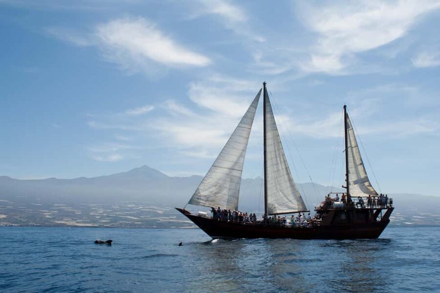 Costa Adeje: Whale & Dolphin Watching Cruise with Swim - Price and value: is it worth $29?