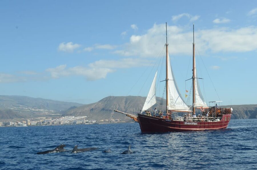 Costa Adeje: Whale & Dolphin Watching Cruise with Swim - How long should you book, 2 hours or up to 5?