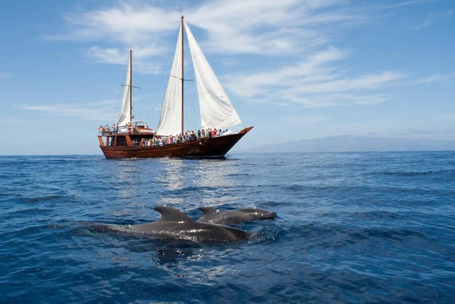 Costa Adeje: Whale & Dolphin Watching Cruise with Swim - Pier 14 to the Atlantic: how the morning flow works