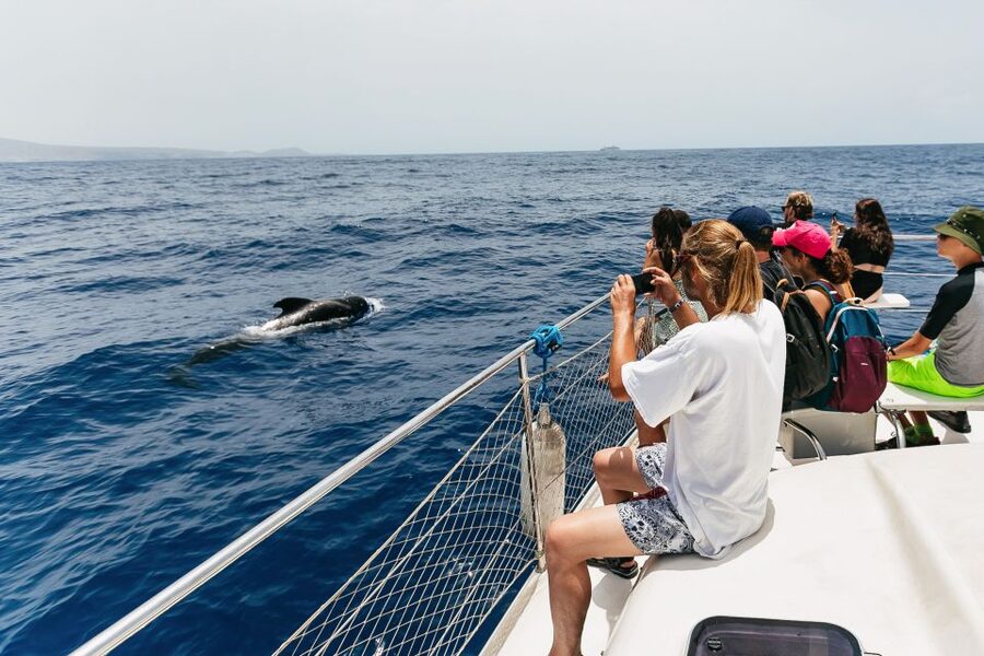 Costa Adeje: Whale Watching Catamaran Tour with Drinks - Should you book this Tenerife whale watch from Costa Adeje?