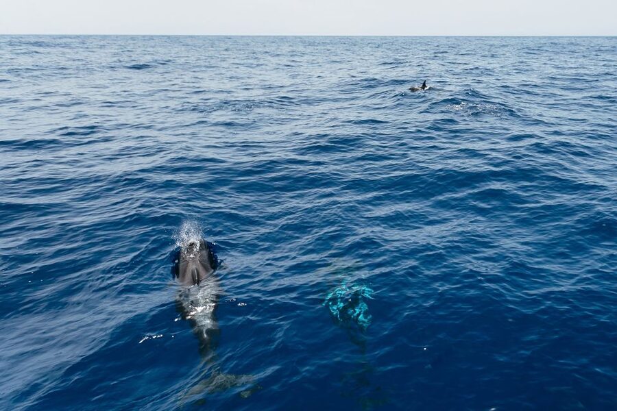 Costa Adeje: Whale Watching Catamaran Tour with Drinks - How the catamaran hunt works off Puerto Colon