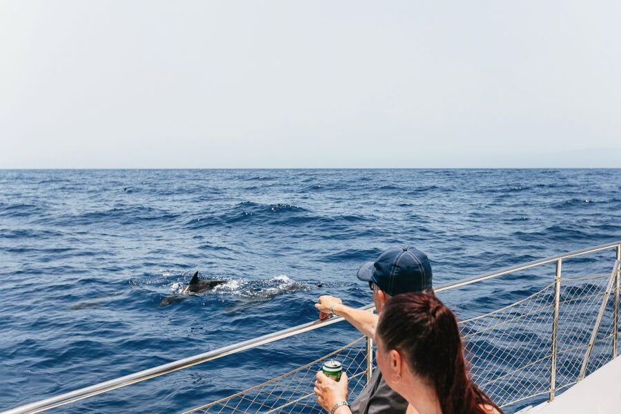 Costa Adeje: Whale Watching Catamaran Tour with Drinks - Pilot whales and dolphins, with distance rules that matter