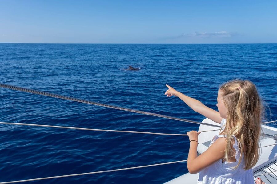 Costa Adeje: Whale Watching Cruise - Crew Commentary and Responsible Whale Watching