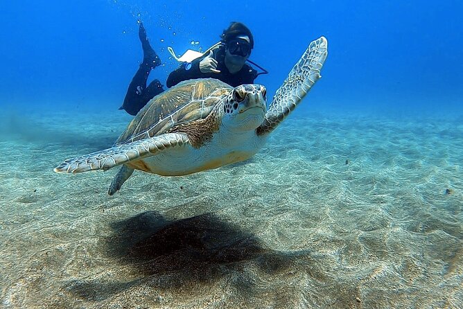 Discover beginner diving in Tenerife - Key highlights that matter before you go