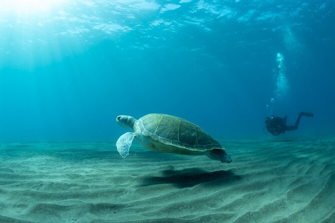 Discover beginner diving in Tenerife - Where you start: finding C. 10 de Agosto, 22 in Abades