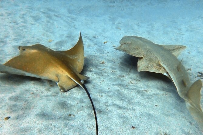 Discover beginner diving in Tenerife - Your 2 hours 30 minutes: how the time is usually spent