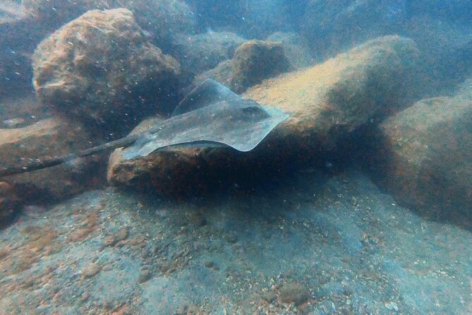 Discover beginner diving in Tenerife - Equipment, insurance, and what the package saves you