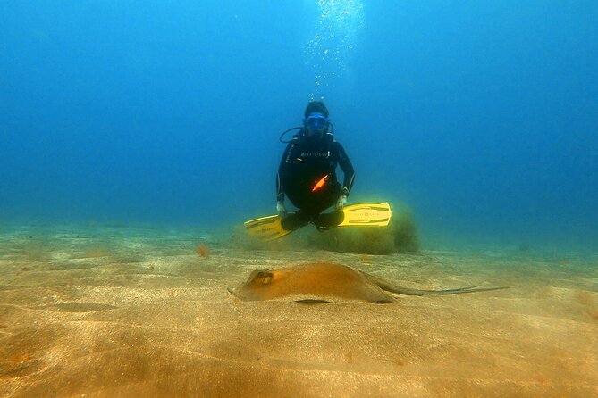 Discover beginner diving in Tenerife - Marine life at beginner depth: what you can realistically look for