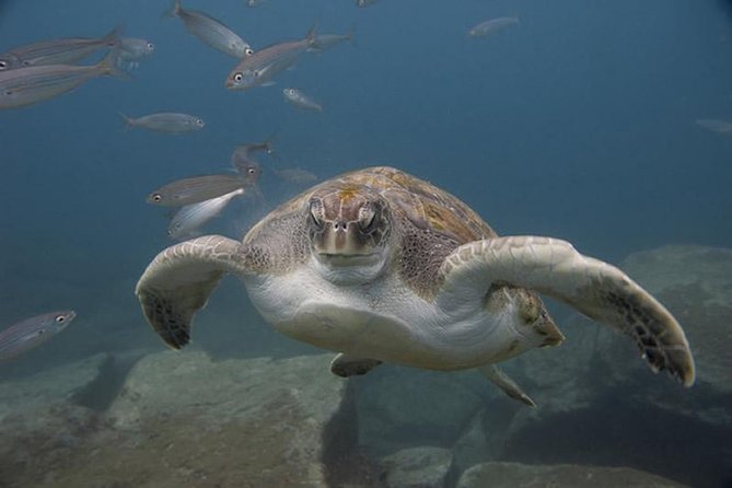 Discover Scuba Diving Adventure in Tenerife - Gear prep and shallow-water skills: the confidence-building part