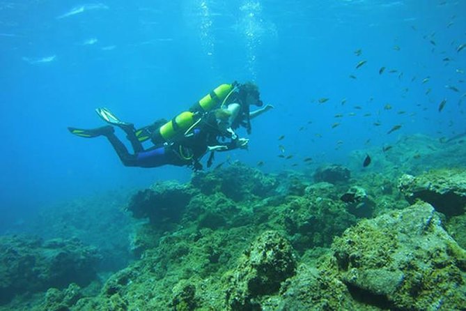 Discover Scuba Diving Adventure in Tenerife - Volcanic reefs off Tenerife: what you’ll see down below