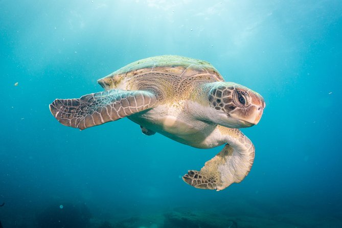 Discover Scuba Diving by boat, Puerto Colon - Key things I’d watch for