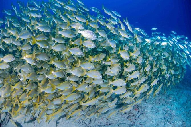 Discover Scuba Diving by boat, Puerto Colon - Underwater time in Tenerife: volcanic rock and colorful fish