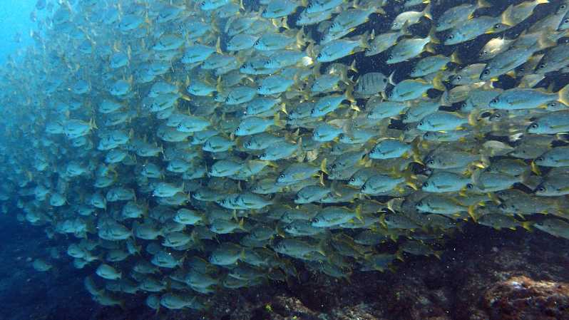 Discover Scuba Diving Experience - Heading to Costa Adeje for Your Atlantic Ocean Session