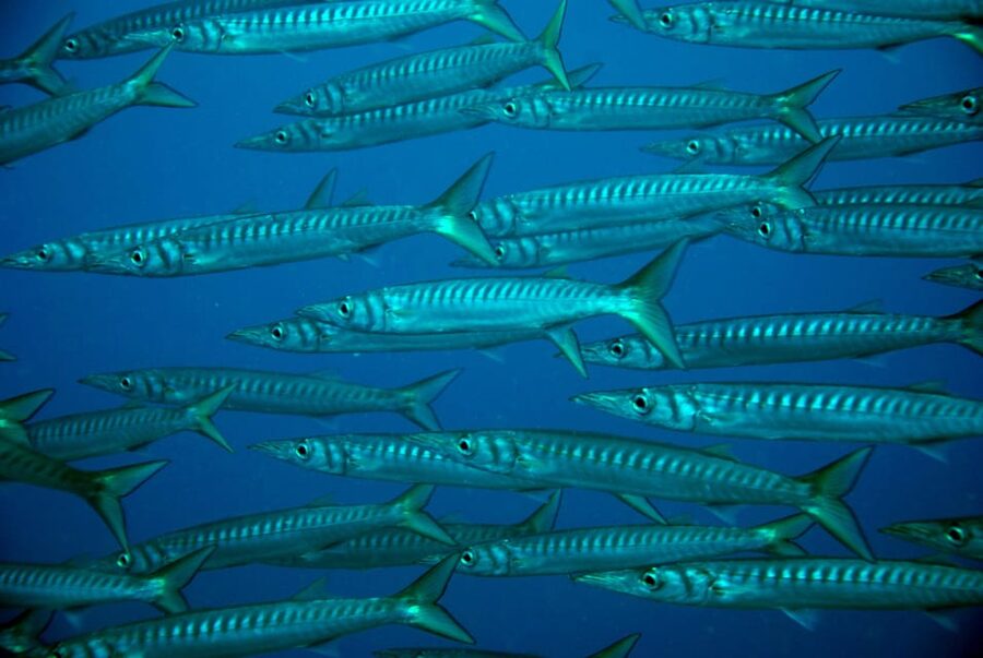 Discover Scuba Diving Experience - Meet Your Instructor, Small Group Coaching, and Safety That Feels Personal