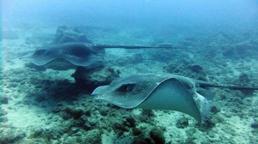 Discover Scuba Diving Experience - Gear, Photos, and Extra Costs, Is $112 Good Value?
