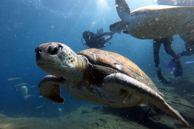 Discover Scuba Diving Experience in Turtle Habitat - Tenerife Turtle Habitat, the Practical Way