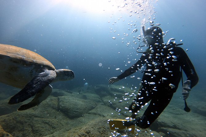 Discover Scuba Diving Experience in Turtle Habitat - Price and Value: Why $132.03 Makes Sense
