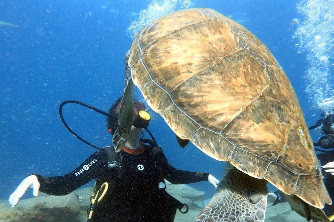 Discover Scuba Diving Experience in Turtle Habitat - Private Coaching Under the Water, Up to 12 m